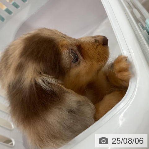 カニーンヘン・ダックスフンドの写真