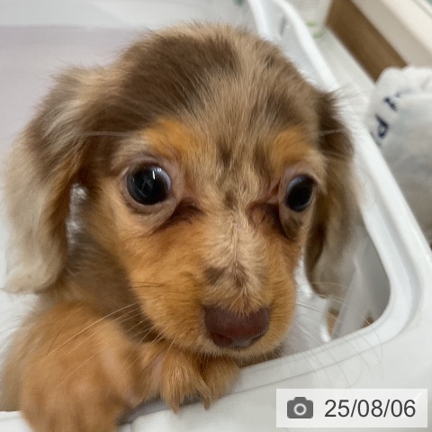 カニーンヘン・ダックスフンドの写真