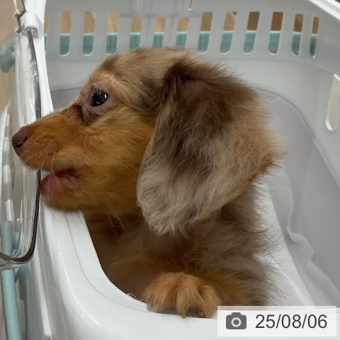 カニーンヘン・ダックスフンドの写真