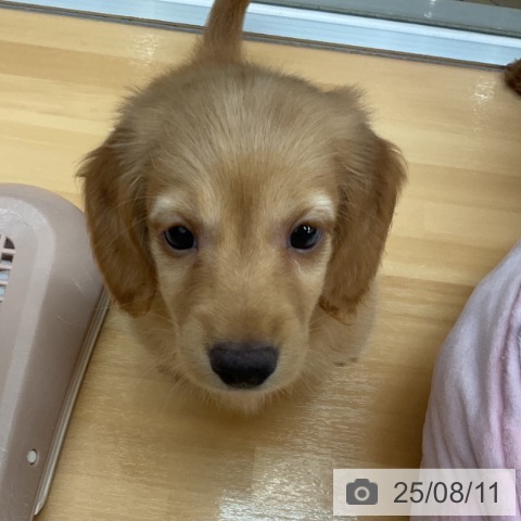 ミニチュア・ダックスフンドの写真