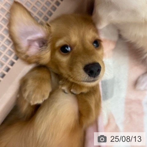 ミニチュア・ダックスフンドの写真