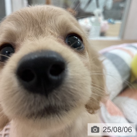 ミニチュア・ダックスフンドの写真