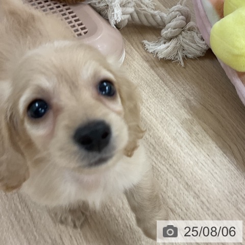 ミニチュア・ダックスフンドの写真