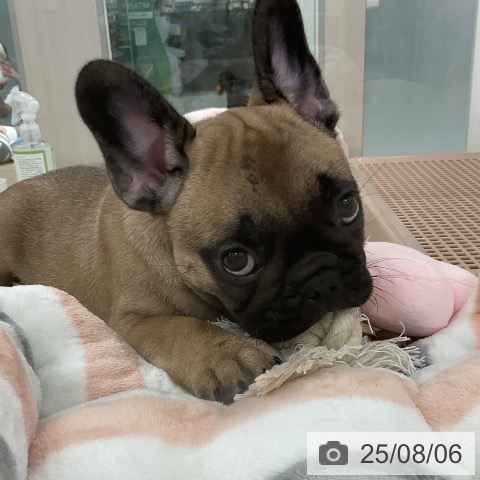 フレンチ・ブルドッグの写真
