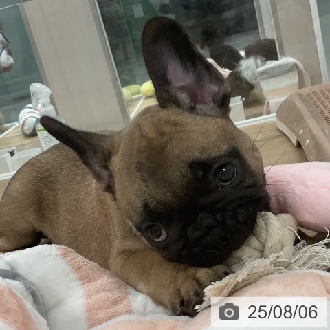 フレンチ・ブルドッグの写真