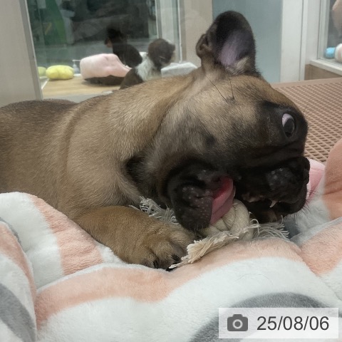 フレンチ・ブルドッグの写真