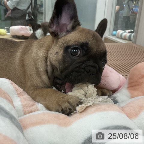 フレンチ・ブルドッグの写真