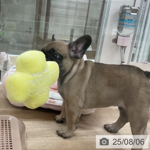 フレンチ・ブルドッグの写真