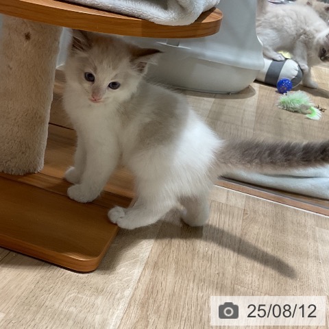 ラグドールの写真