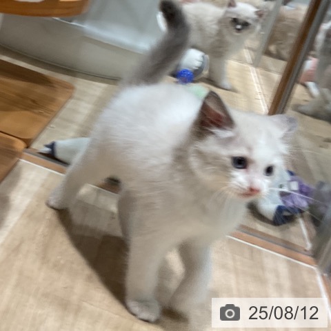ラグドールの写真