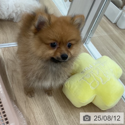 ポメラニアンの写真