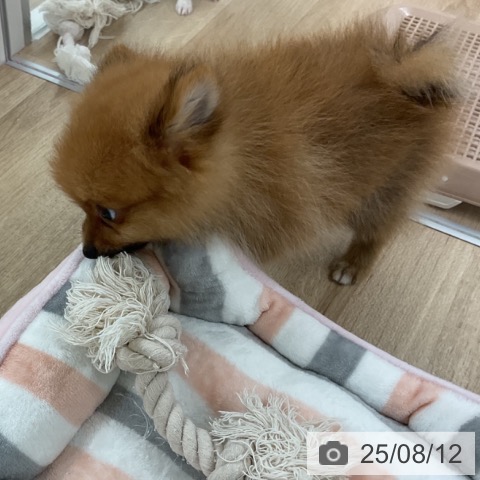 ポメラニアンの写真