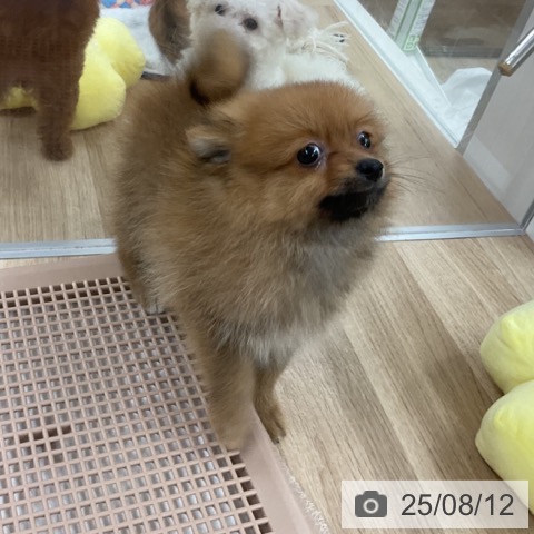 ポメラニアンの写真