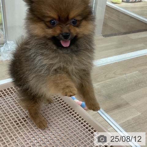 ポメラニアンの写真