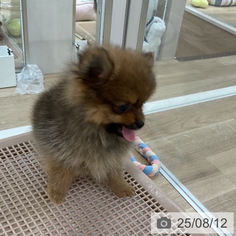 ポメラニアンの写真
