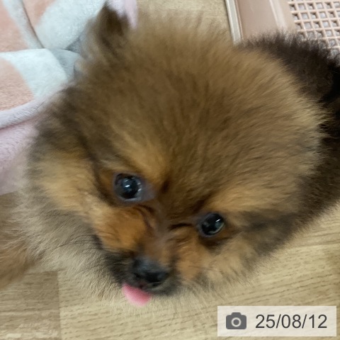 ポメラニアンの写真