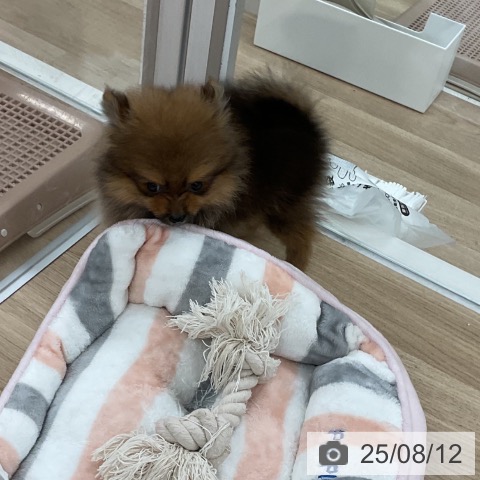 ポメラニアンの写真