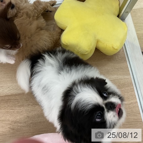 ペキニーズの写真