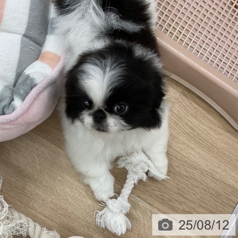 ペキニーズの写真