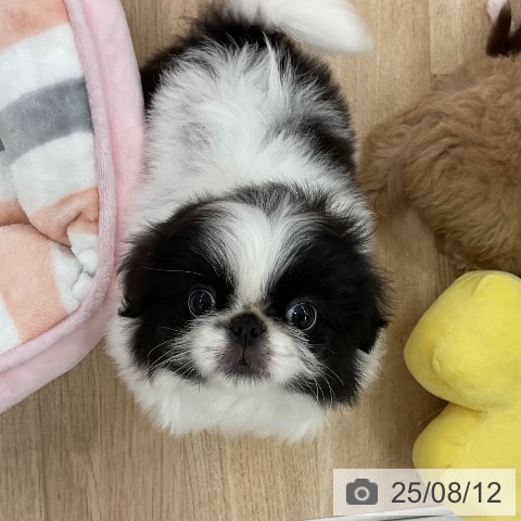 ペキニーズの写真
