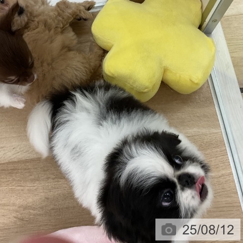 ペキニーズの写真