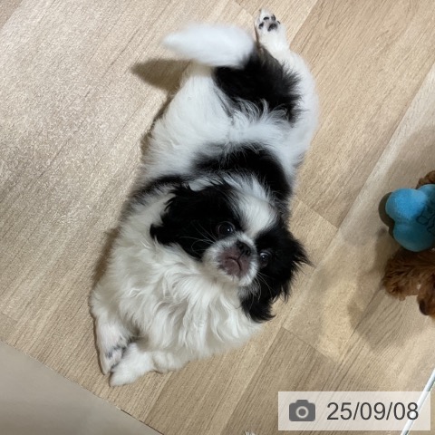 ペキニーズの写真