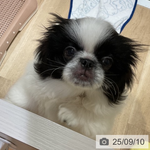 ペキニーズの写真