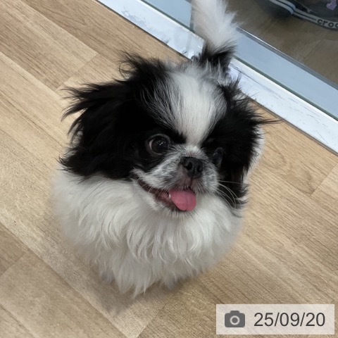 ペキニーズの写真