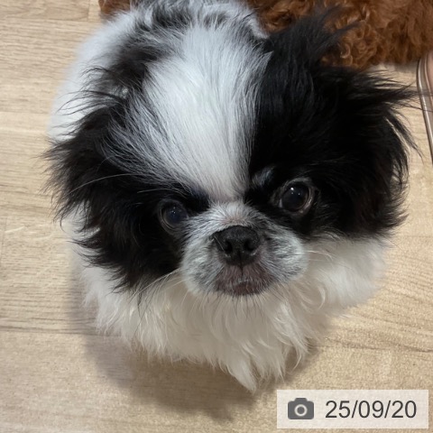 ペキニーズの写真