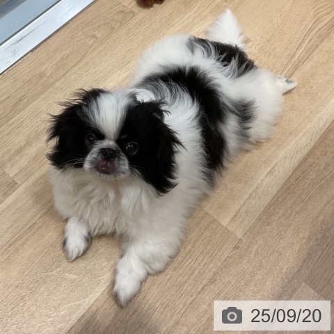 ペキニーズの写真