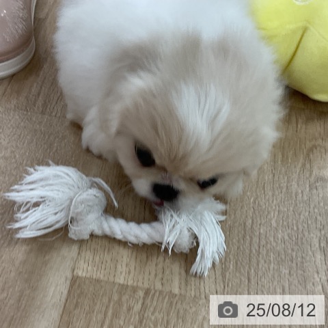 ペキニーズの写真