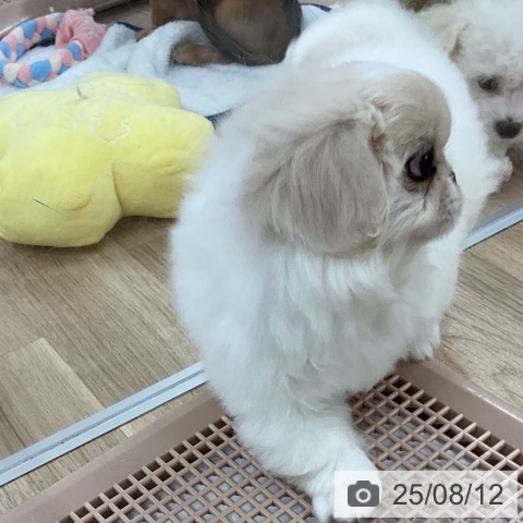 ペキニーズの写真