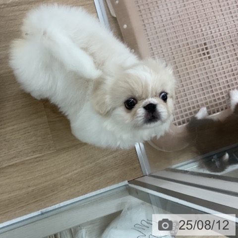ペキニーズの写真