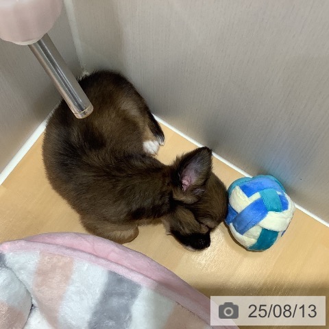 チワワの写真