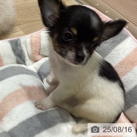 チワワの写真