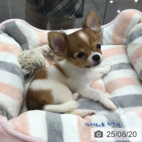 チワワの写真