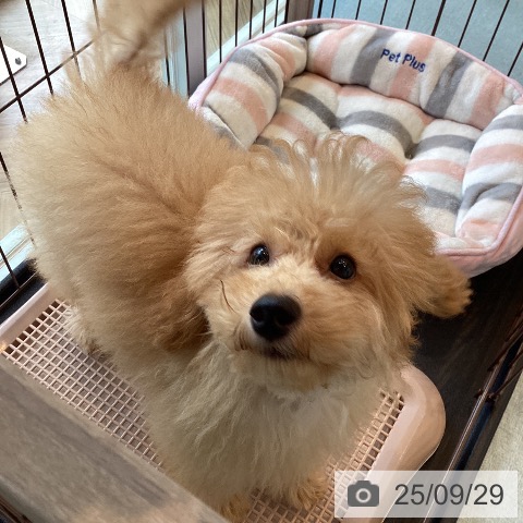 トイ・プードルの写真