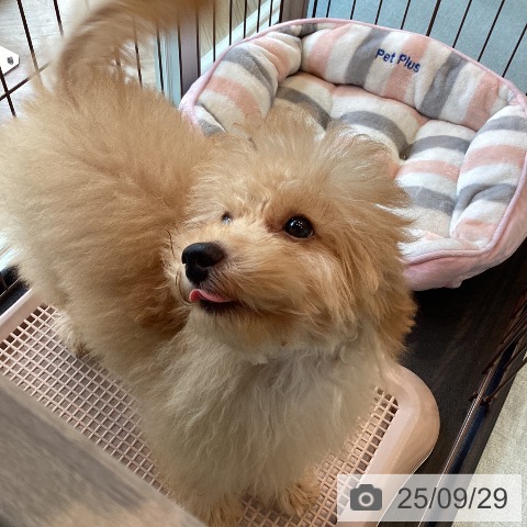 トイ・プードルの写真