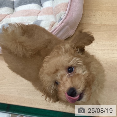 トイ・プードルの写真