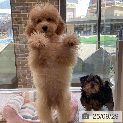 トイ・プードルの写真