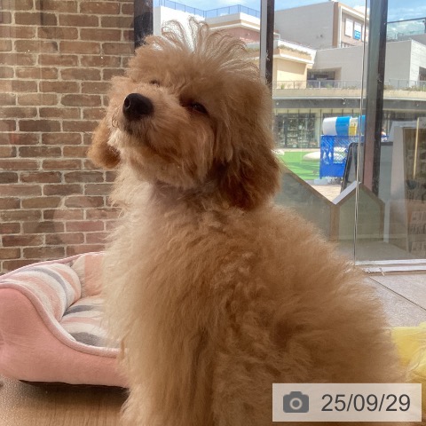 トイ・プードルの写真