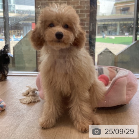 トイ・プードルの写真