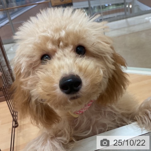 トイ・プードルの写真