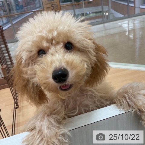 トイ・プードルの写真