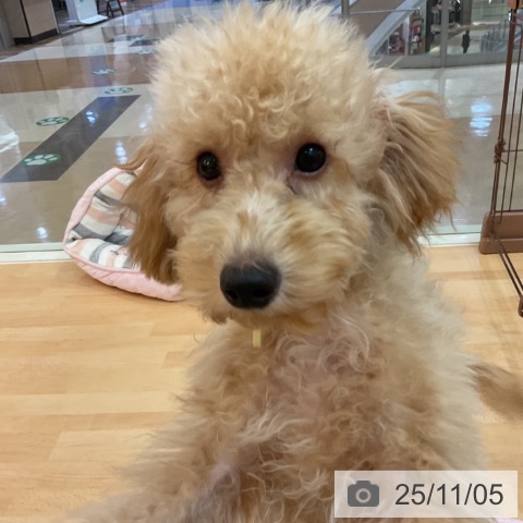 トイ・プードルの写真