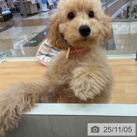 トイ・プードルの写真