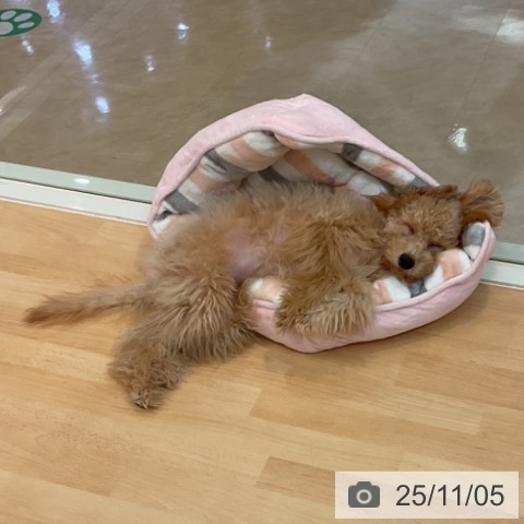 トイ・プードルの写真