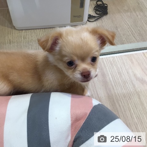チワワの写真