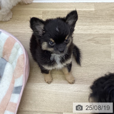 チワワの写真