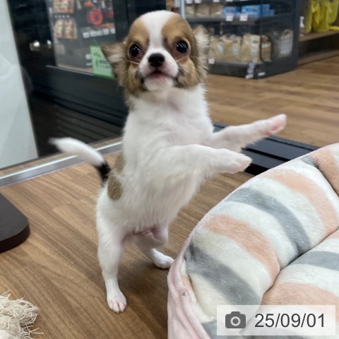 チワワの写真
